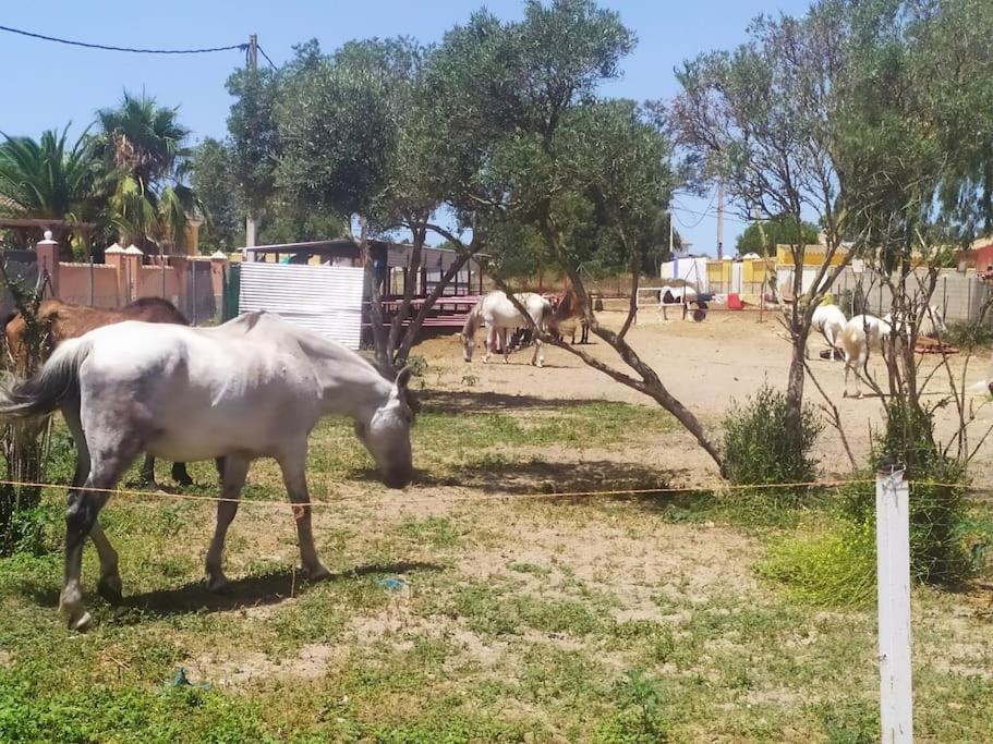 Granja America Chiclana de la Frontera Exterior photo
